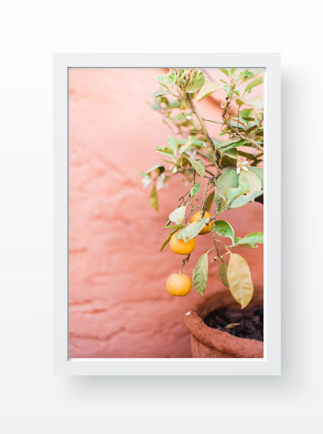 Orange Blossom - Art Print